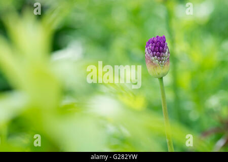 Allium 'Purple Sensation' Hollandicum. Ornamentale Zwiebel Blütenknospe öffnet im Frühjahr Stockfoto