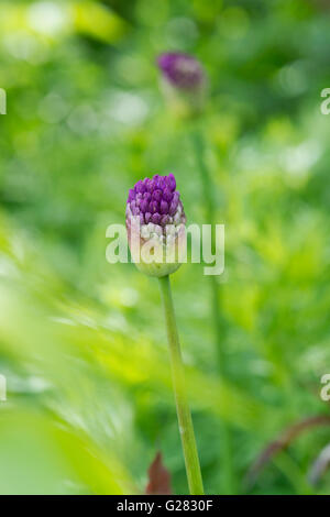 Allium 'Purple Sensation' Hollandicum. Ornamentale Zwiebel Blütenknospe öffnet im Frühjahr Stockfoto