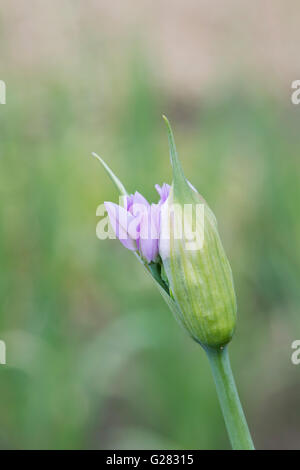 Allium Unifolium Eros Blütenknospe öffnet im Frühjahr. UK Stockfoto