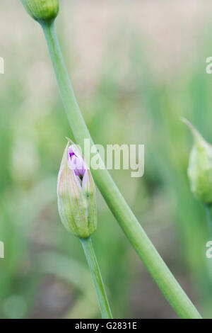 Allium Unifolium Eros Blütenknospe öffnet im Frühjahr. UK Stockfoto