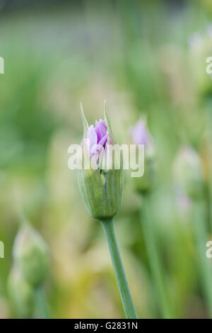 Allium Unifolium Eros Blütenknospe öffnet im Frühjahr. UK Stockfoto