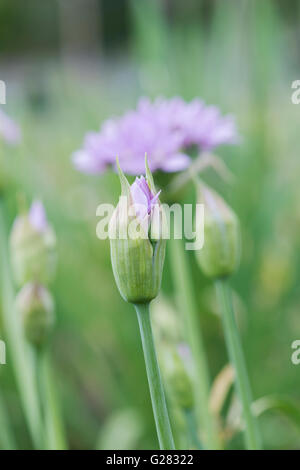 Allium Unifolium Eros Blütenknospe öffnet im Frühjahr. UK Stockfoto