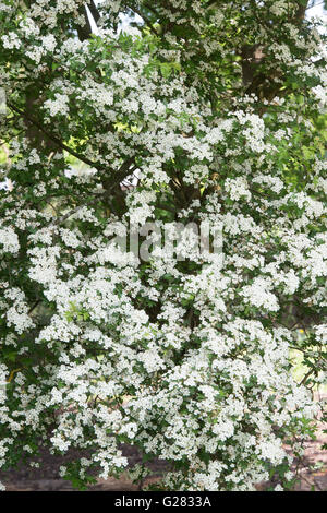 Crataegus Monogyna. Weissdorn Blüte in der englischen Landschaft Stockfoto