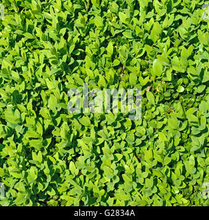 Hell grüne Blätter Feld Baum Busch im Sonnenlicht als natürlichen Hintergrund. Stockfoto