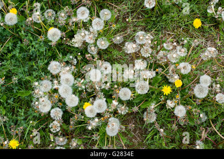 Löwenzahn gegangen, um Samen Gras in der englischen Landschaft Stockfoto