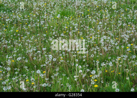 Löwenzahn gegangen, um Samen Gras in der englischen Landschaft Stockfoto