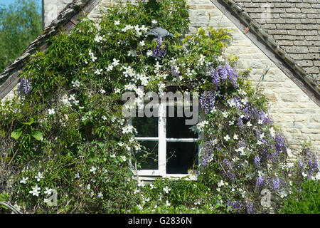 Eastleach Turville Hütte Fenster von Glyzinien und Clematis Blumen umgeben.  Cotswolds, Gloucestershire, England Stockfoto