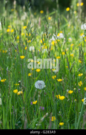 Rasen-Wiese mit Löwenzahn und Hahnenfuß im Frühjahr Stockfoto