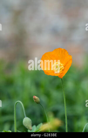 Meconopsis Cambrica. Orange Welsh Mohn Blume im Garten Grenze. UK Stockfoto