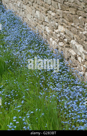 Myosotis Sylvatica. Wald-Vergissmeinnicht entlang einem Grünstreifen in den Cotswolds. UK Stockfoto