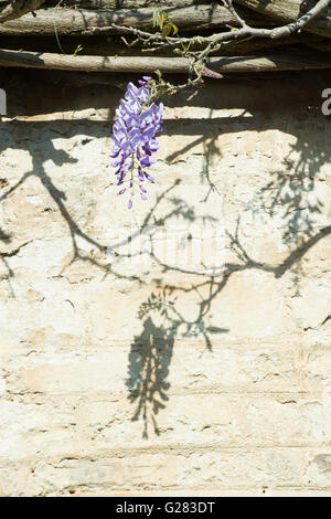 Glyzinien Schatten an der Wand. Oxfordshire, Vereinigtes Königreich Stockfoto