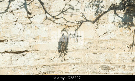 Glyzinien Schatten an der Wand. Oxfordshire, Vereinigtes Königreich Stockfoto