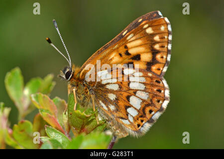 Der seltenen Schmetterling Herzog von Burgund, ruht auf einem Hochsitz, in der Regel bereit, seinem Hoheitsgebiet auf Kreide Downs, England zu verteidigen. Stockfoto