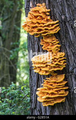 Der Wald (Laetiporus Sulphureus), kleine Paxton, Cambridgeshire, England Huhn Stockfoto