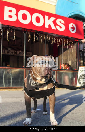 Hund mit Sonnenbrille auf der Venedig-Promenade in Venice, Kalifornien Stockfoto