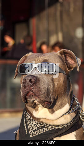 Palmen, spiegelt sich in Sonnenbrille getragen von Hund auf der Venedig-Promenade in Venice, Kalifornien Stockfoto