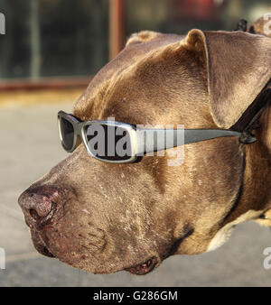 Hund mit Sonnenbrille auf der Venedig-Promenade in Venice, Kalifornien Stockfoto