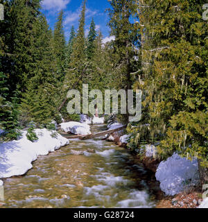 Squaw Creek im Winter im Einzugsgebiet Lochsa von Norden-zentralem idaho Stockfoto