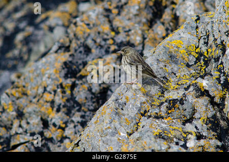 Rock-Pieper (Anthus Petrosus) auf felsigen Küste. Vogel in der Familie Motacillidae, gezeigt in typischen Lebensraum auf britischen Küste Stockfoto