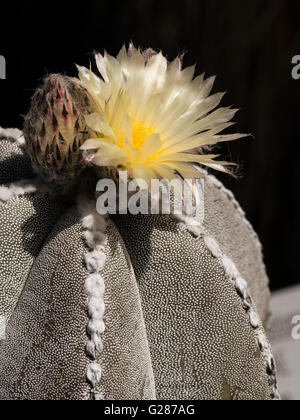 Bischofsmütze Kaktus (Astrophytum Myriostigma), Tucson Botanical Gardens, Tucson, Arizona. Stockfoto