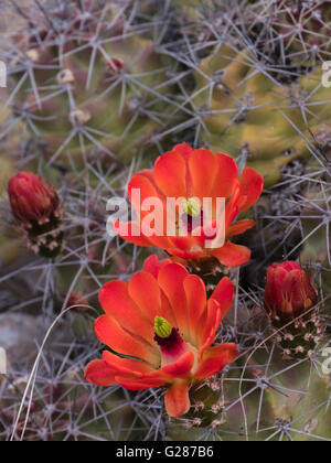 Claret Cup Kaktus (Echinocereus Coccineus) Blüten, Lost Mine Trail, Big Bend Nationalpark, Texas. Stockfoto