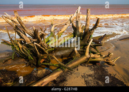 Alter Baum auf wilden roten Strand in einsame Insel mit blauem Himmel Stockfoto