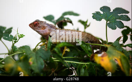 Grün crested Baum Eidechse, Eidechse, schwarzes Gesicht Eidechse, Boulenger lange vorangegangen Eidechse, Pseudocalotes Microlepis, maskierte spiny lizard Stockfoto