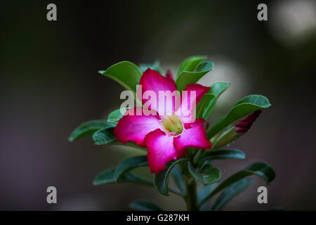 Red Desert Flower, Wüstenrose Stockfoto