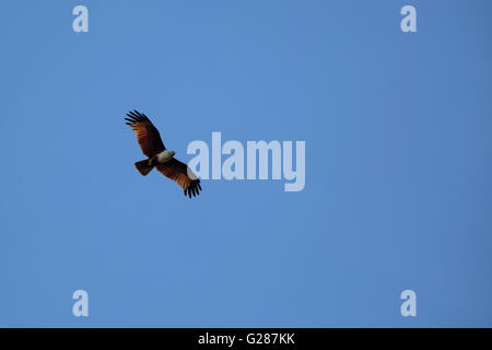 Brahminy Kite zeigt Flügel ausgebreitet auf blauen Himmel Stockfoto