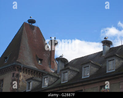 Störche nisten auf dem Dach des Rathauses, Münster, Elsass, Frankreich Stockfoto