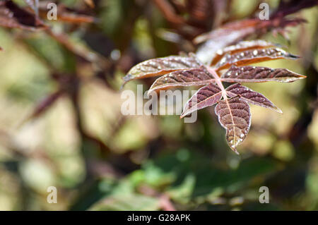 Schöne junge Baum des Himmels Blätter Makrofoto. Wissenschaftlicher Name: GГ¶tterbaum Altissima. Stockfoto