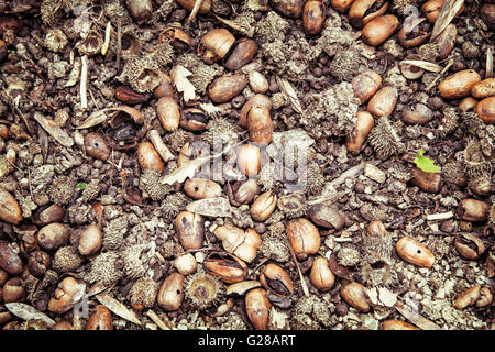 Hintergrund der getrocknete Eicheln. Saisonale natürliche Szene. Herbst Hintergrund. Stockfoto