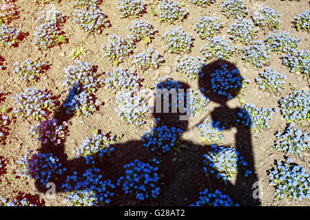 Des Fotografen Schatten und Vergissmeinnicht Blumen im Park. Silhouette des Mannes. Myosotis Sylvatica. Fotografie-Thema. Blauen Fluss Stockfoto