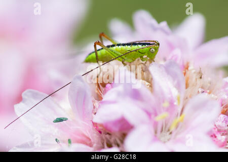 Lange-winged Kegel-Kopf (Conocephalus verfärben). Juvenile Cricket mit markanten dunklen Streifen Arten in der Familie Tettigoniidae Stockfoto