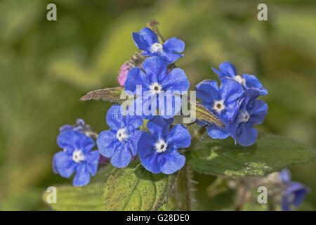 Grüne Alkanet (Pentaglottis Sempervirens) Stockfoto
