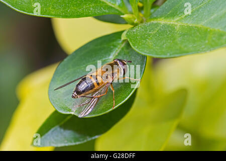 Hoverfly (Epistrophe Eligans) Pflege auf Liguster Blatt Stockfoto