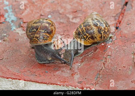 Ein paar Garten Schnecken Paaren wird vorbereitet Stockfoto