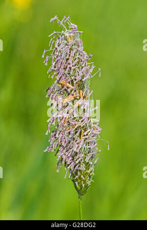 Wiesen-Fuchsschwanz (Alopecurus Pratensis) Stockfoto