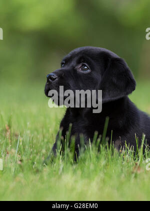 Ein acht Wochen altes schwarzes Labrador-Welpe Stockfoto