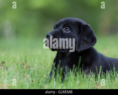 Ein acht Wochen altes schwarzes Labrador-Welpe Stockfoto