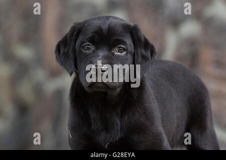 Ein acht Wochen altes schwarzes Labrador-Welpe Stockfoto