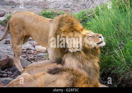 Männlichen afrikanischen Löwen, Panthera Leo, zeigt Zuneigung, Masai Mara National Reserve, Kenia, Afrika Stockfoto