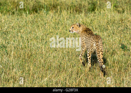 Einsame Erwachsene Geparden, Acinonyx Jubatus, Wandern, auf der Suche nach Beute, Masai Mara National Reserve, Kenia, Ostafrika Stockfoto