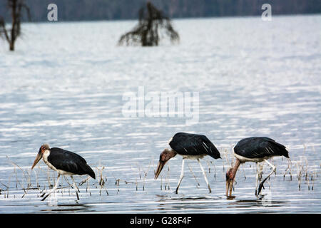 Drei Marabu Störche, Leptoptilos Crumeniferus, Wandern in Lake Nakuru, Nakuru-Nationalpark, Kenia, Ostafrika Stockfoto