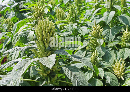 Indischer Grüner Amaranth im Feld. Als Blattgemüse, Getreide und Zierpflanzen kultiviert. Diese Gattung ist Amaranthus. Stockfoto