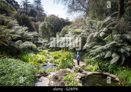 Der Wassergarten im Trebah Tal Garten Cornwall Stockfoto