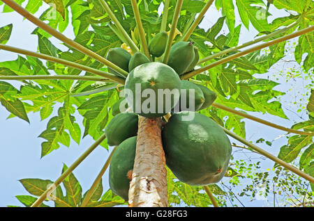 Haufen von unreifen Papaya-Früchte im Baum in Indien. Stockfoto