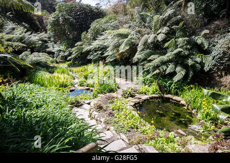 Der Wassergarten im Trebah Tal Garten Cornwall Stockfoto