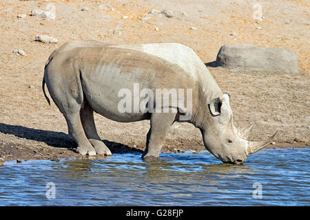 Schwarze Nashorn (Diceros Bicornis) trinken an einem Wasserloch im Etosha Nationalpark, Namibia Stockfoto