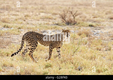 Junge Geparden auf der Suche im Etosha Nationalpark, Namibia. Geringe Schärfentiefe mit Platz für Text. Stockfoto